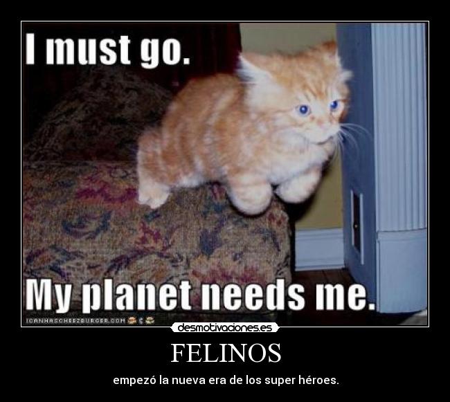 FELINOS -