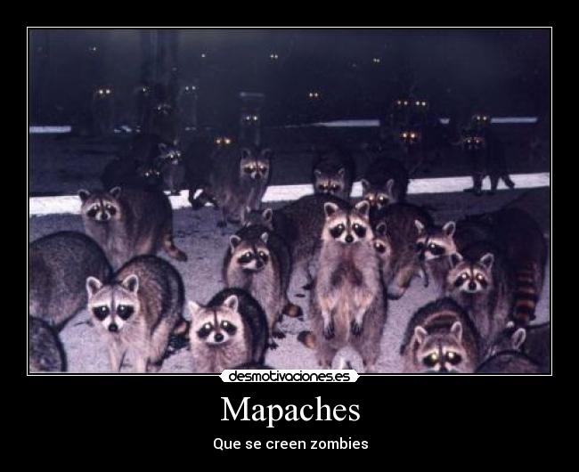 Mapaches - 