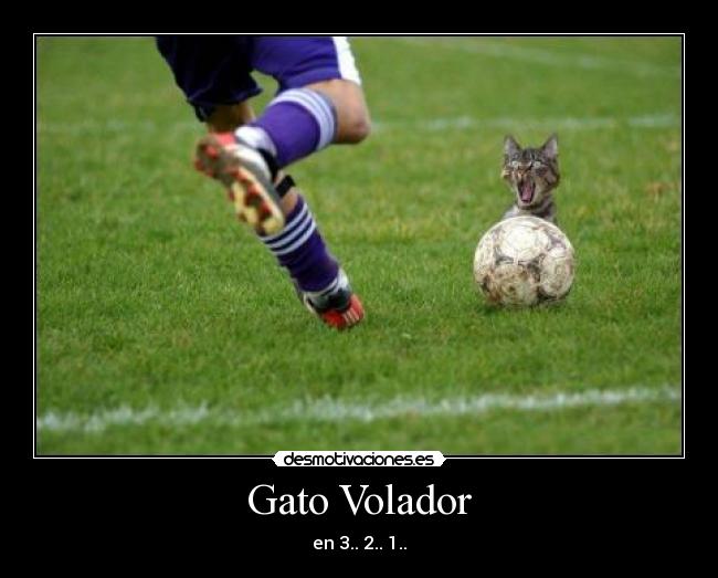 Gato Volador - en 3.. 2.. 1..