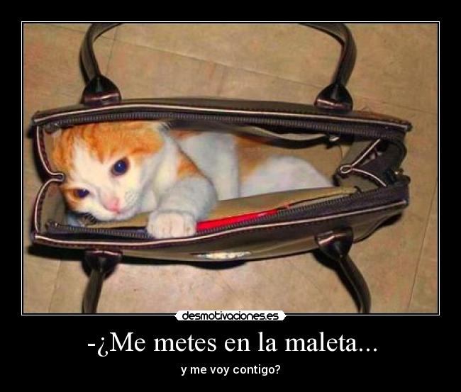 -¿Me metes en la maleta... - 