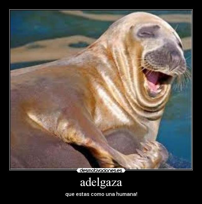 adelgaza - que estas como una humana!