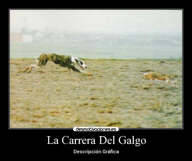 La Carrera Del Galgo -