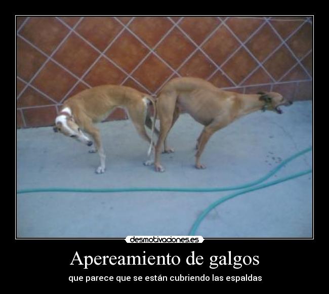 Apereamiento de galgos - que parece que se están cubriendo las espaldas