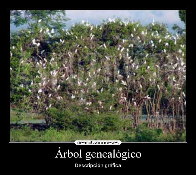 Árbol genealógico - Descripción gráfica