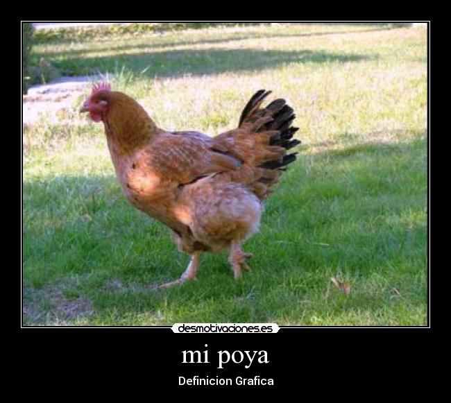 mi poya -