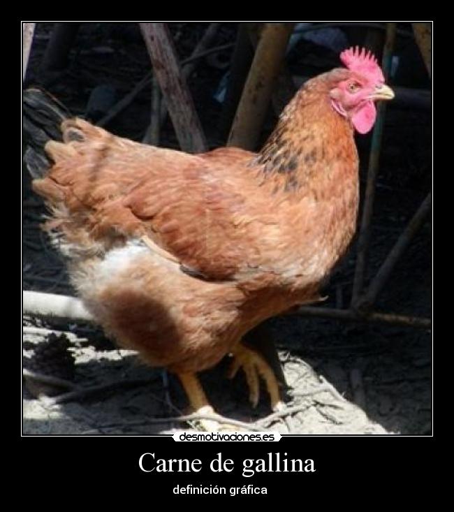 carteles carne gallina desmotivaciones