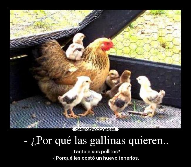 - ¿Por qué las gallinas quieren.. -
