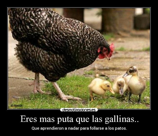 Eres mas puta que las gallinas.. - Que aprendieron a nadar para follarse a los patos.