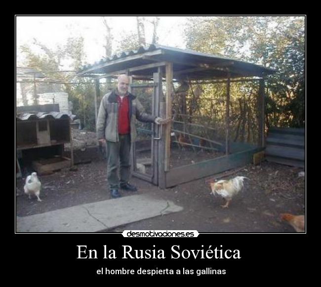 En la Rusia Soviética  - el hombre despierta a las gallinas