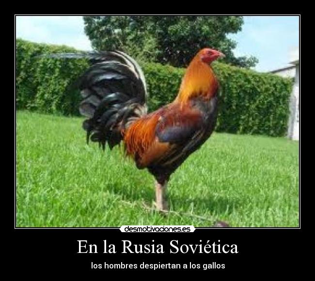 En la Rusia Soviética - los hombres despiertan a los gallos