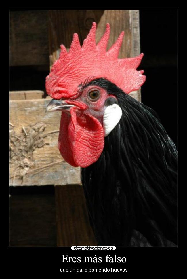 Eres más falso - que un gallo poniendo huevos