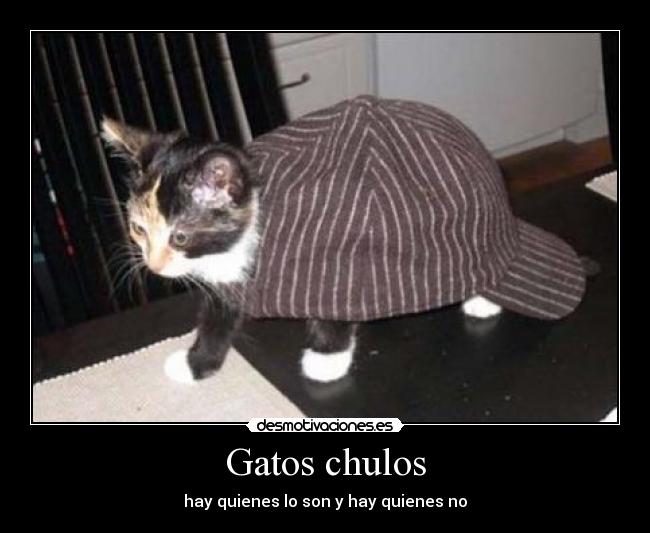 Gatos chulos - 