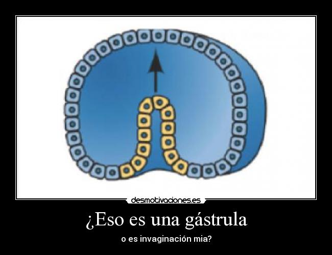 ¿Eso es una gástrula - o es invaginación mia?