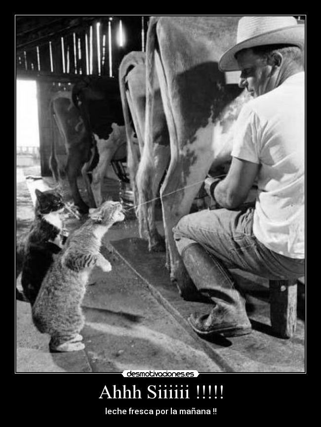 carteles gatochisteleche desmotivaciones