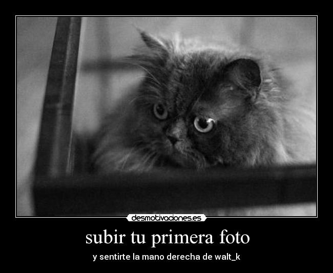 carteles novato desmotivaciones