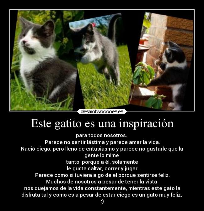 Este gatito es una inspiración - para todos nosotros. 
Parece no sentir lástima y parece amar la vida.
Nació ciego, pero lleno de entusiasmo y parece no gustarle que la
gente lo mime 
tanto, porque a él, solamente
 le gusta saltar, correr y jugar.
Parece como si tuviera algo de el porque sentirse feliz.
Muchos de nosotros a pesar de tener la vista 
nos quejamos de la vida constantemente, mientras este gato la
disfruta tal y como es a pesar de estar ciego es un gato muy feliz. 
:)