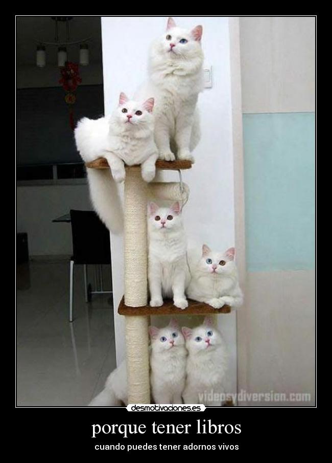 carteles son gatos autenticos desmotivaciones