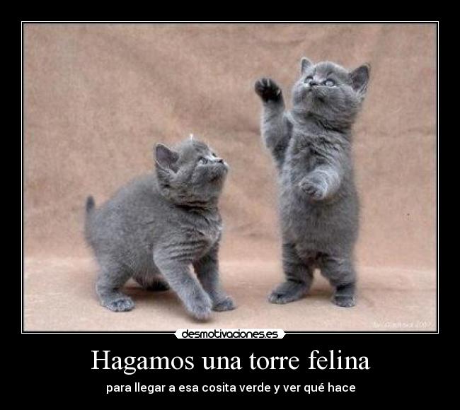 Hagamos una torre felina -