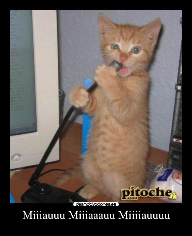 Miiiauuu Miiiaaauu Miiiiauuuu -