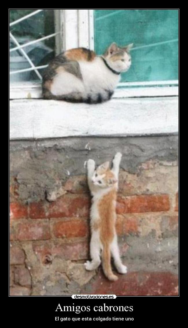 Amigos cabrones - El gato que esta colgado tiene uno