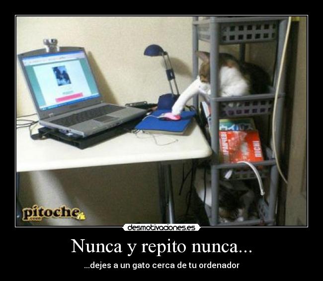 Nunca y repito nunca... - ...dejes a un gato cerca de tu ordenador