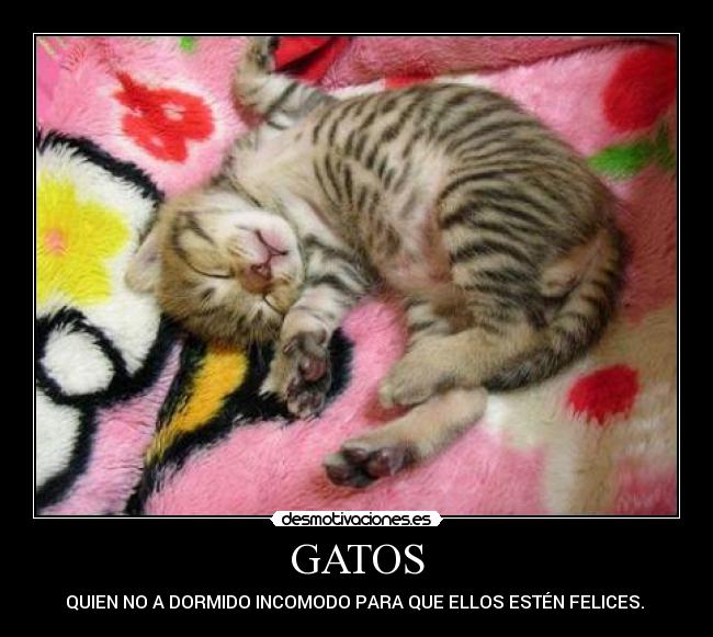 GATOS -