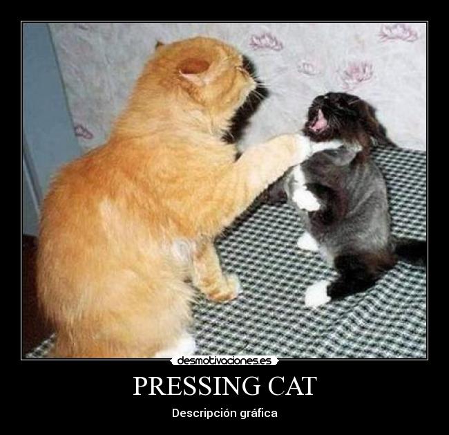 PRESSING CAT - Descripción gráfica