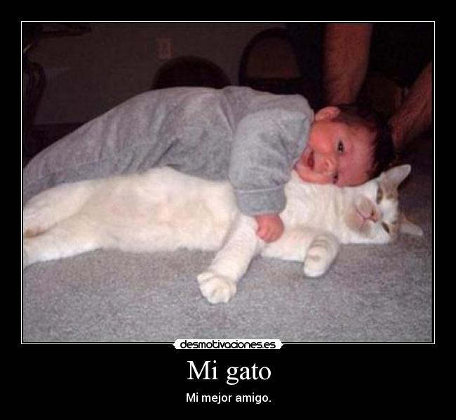Mi gato - 