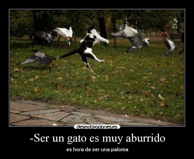 -Ser un gato es muy aburrido -