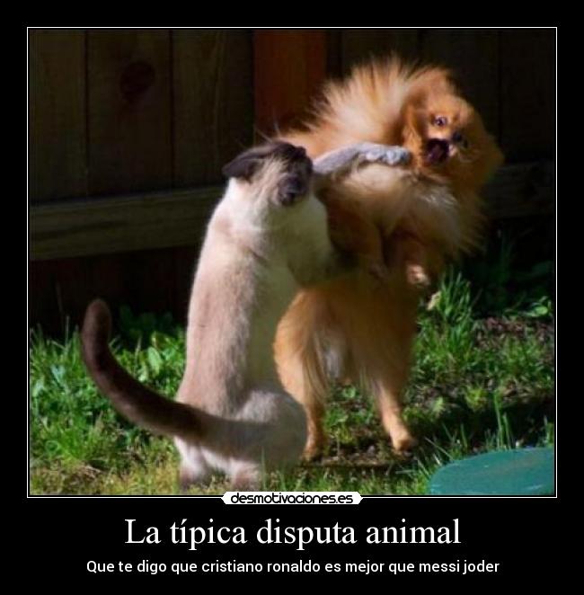 La típica disputa animal - Que te digo que cristiano ronaldo es mejor que messi joder