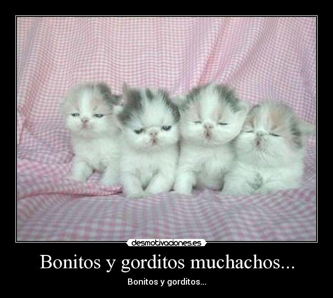 Bonitos y gorditos muchachos... - 