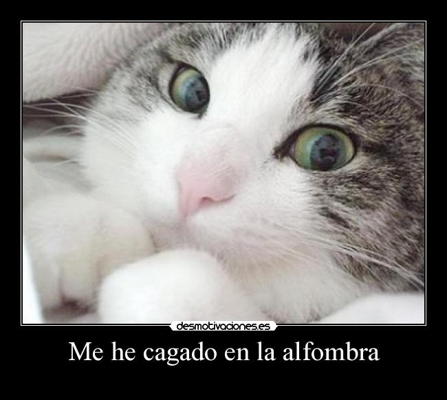 Me he cagado en la alfombra - 