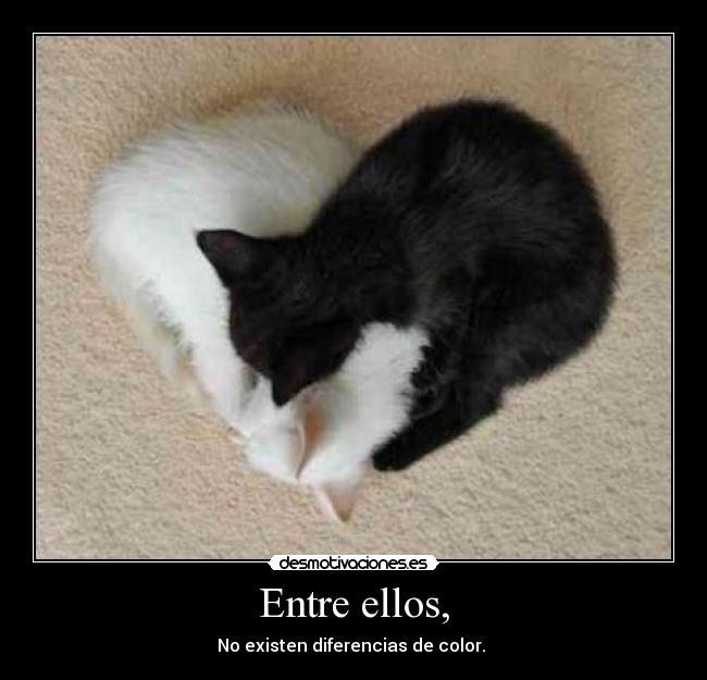 Entre ellos, -