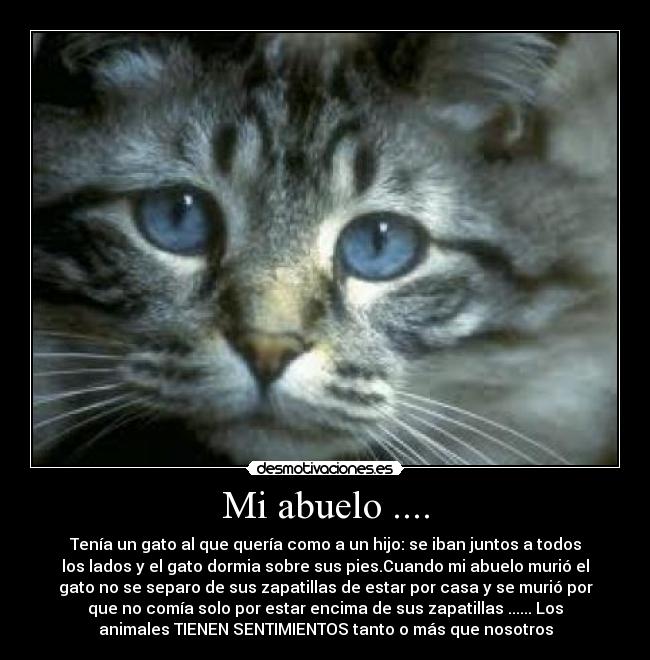 Mi abuelo .... - Tenía un gato al que quería como a un hijo: se iban juntos a todos
los lados y el gato dormia sobre sus pies.Cuando mi abuelo murió el
gato no se separo de sus zapatillas de estar por casa y se murió por
que no comía solo por estar encima de sus zapatillas ...... Los
animales TIENEN SENTIMIENTOS tanto o más que nosotros