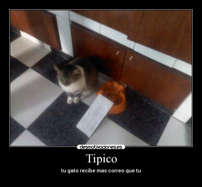 Tipico - tu gato recibe mas correo que tu