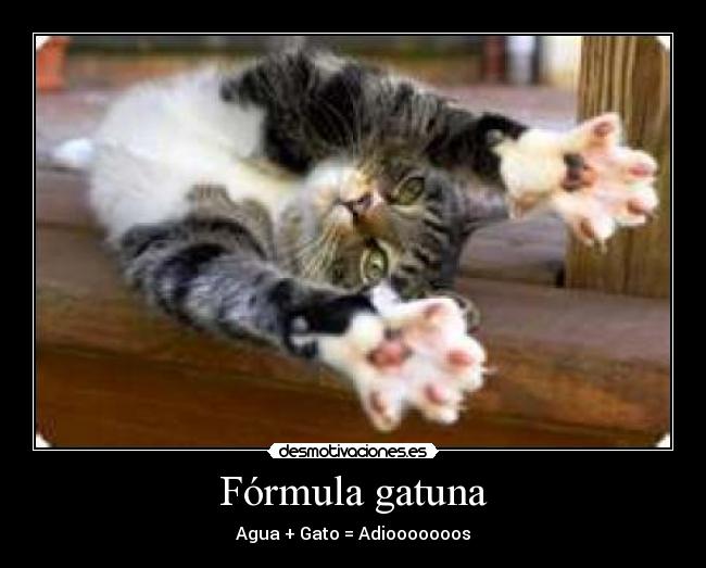 Fórmula gatuna -