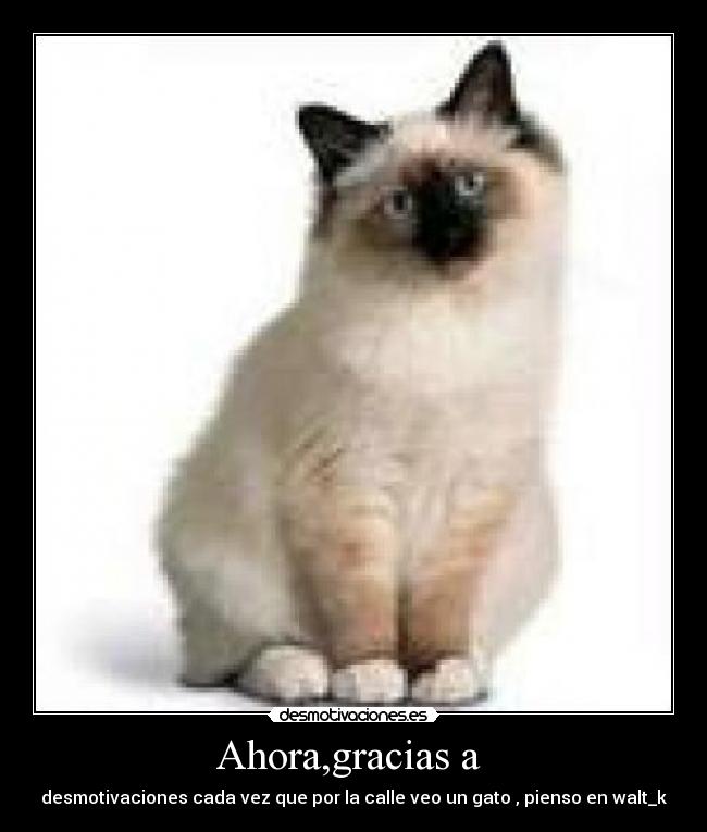 Ahora,gracias a - desmotivaciones cada vez que por la calle veo un gato , pienso en walt_k