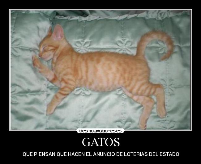 carteles gatos gatos piensan que anuncio hacen loterias desmotivaciones