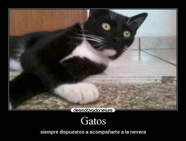 Gatos -