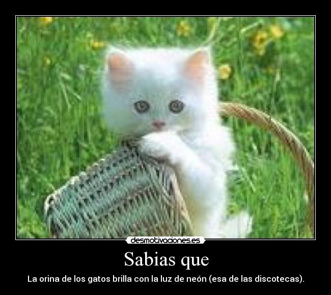 Sabias que - La orina de los gatos brilla con la luz de neón (esa de las discotecas).