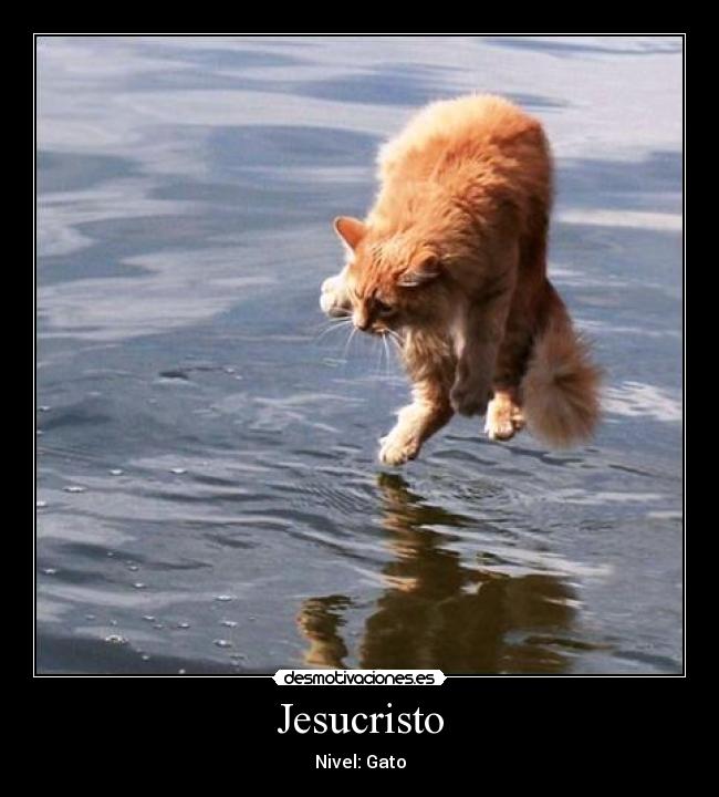 Jesucristo - Nivel: Gato