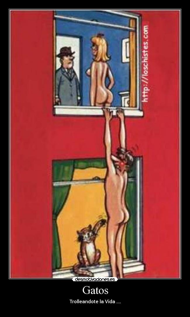 Gatos -