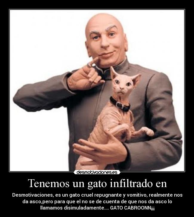 Tenemos un gato infiltrado en - 