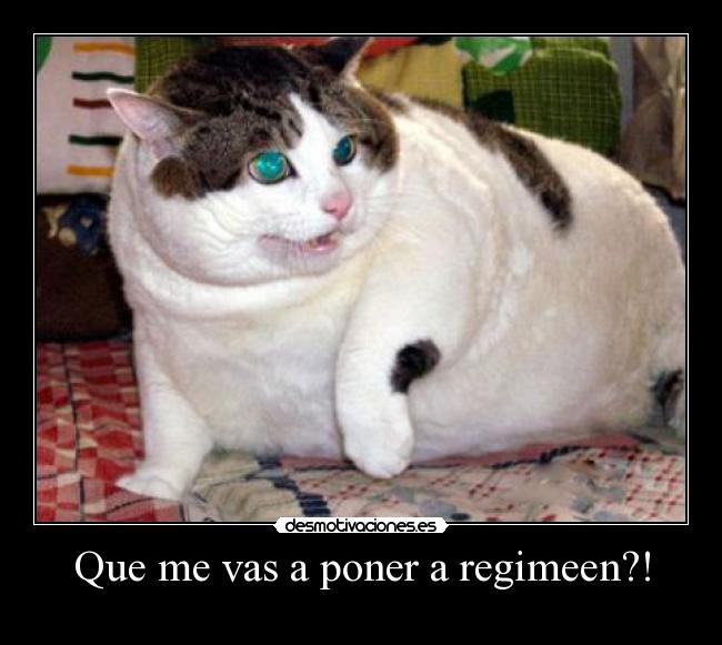 carteles gato gordo regimen desmotivaciones