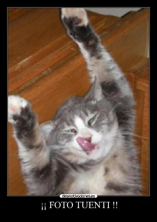 carteles tuenti gato desmotivaciones