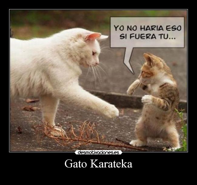 carteles gato karateka desmotivaciones