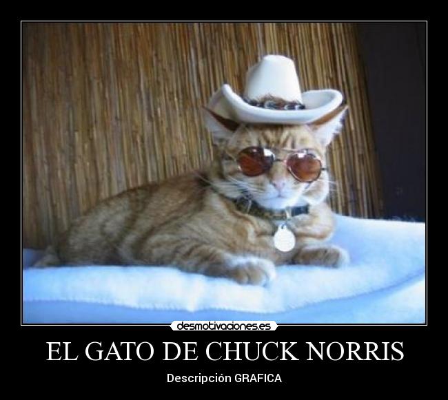 EL GATO DE CHUCK NORRIS -