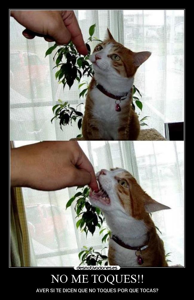 NO ME TOQUES!! - AVER SI TE DICEN QUE NO TOQUES POR QUE TOCAS?