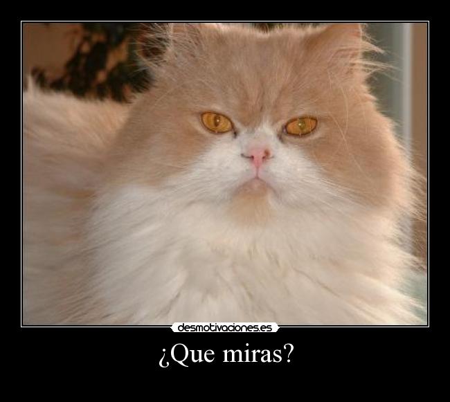 ¿Que miras? -