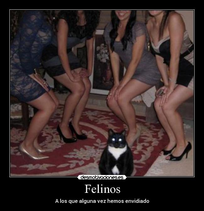 carteles felinos gatos meme gatoscomparaciones mujeres chicas desmotivaciones